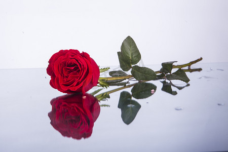 一朵红色玫瑰花摄影素材摄影图
