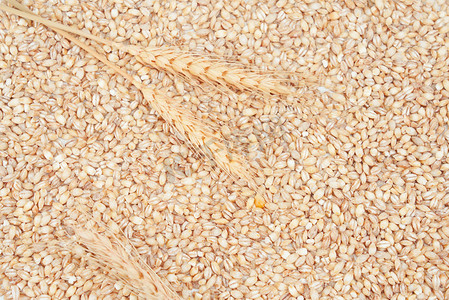 粮食麦子摄影图