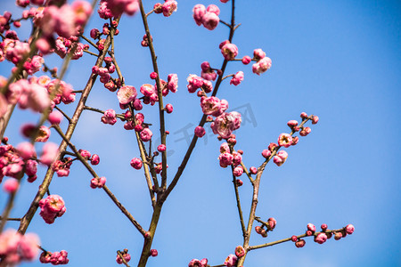 梅花花朵花枝树枝自然风景摄影图