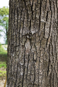 粗糙树皮摄影图