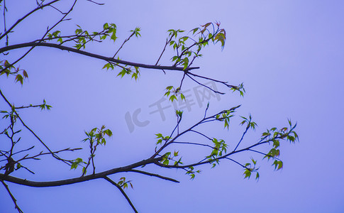 天空下树枝长出新叶自然风景摄影图