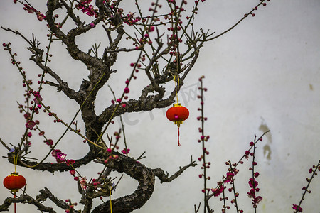 腊月十四摄影照片_杭州植物园风景红梅摄影图