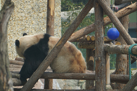 动物园国宝大熊猫摄影图