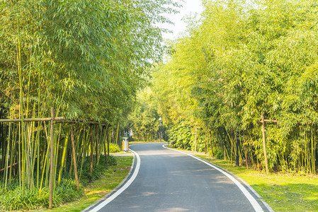 树木宣传摄影照片_橘子洲小路摄影图