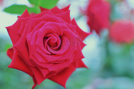 特写玫瑰花自然风景摄影图