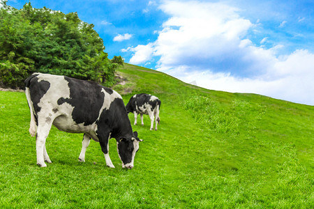 奶牛底纹摄影照片_内蒙古草原吃草奶牛摄影图