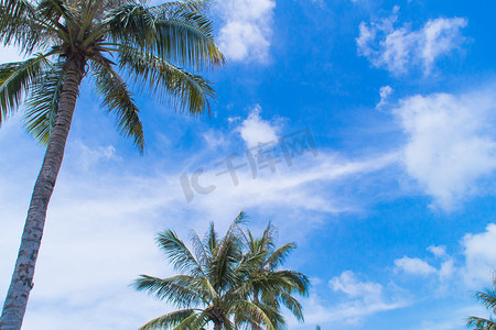 夏季蓝天椰子树摄影图