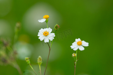 野花盛开老房子摄影照片_春天盛开小野花小雏菊摄影图