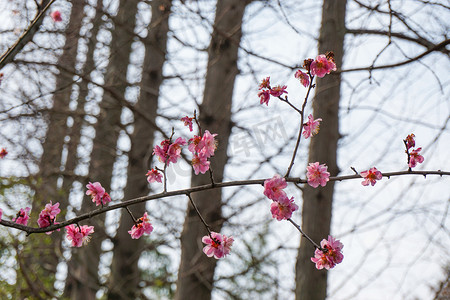 盛开枝头粉色梅花自然风景摄影图