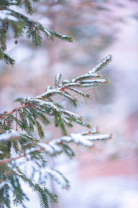 积雪摄影照片_雪后松鼠叶落满积雪摄影图