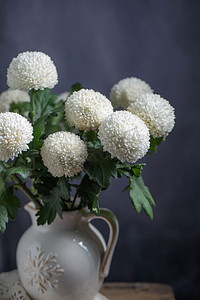 白色乒乓菊摄影图