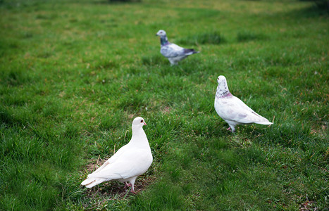 草坪上鸽子摄影图