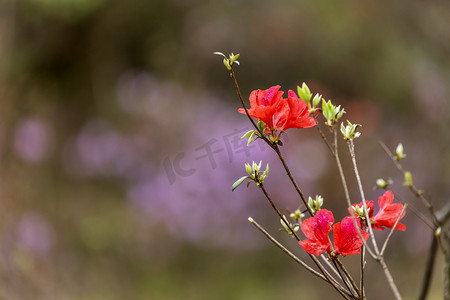 红色花卉摄影照片_红色映山红摄影图