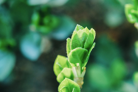 春季绿色植物摄影图