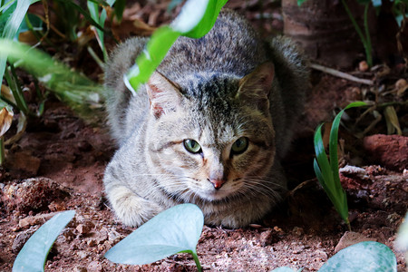 可爱黑白纹小猫草丛趴着正面摄影图