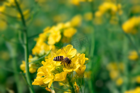 绿色春天图摄影照片_蜜蜂油菜花上采蜜摄影图