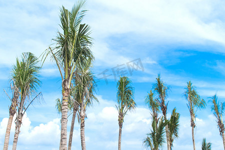 夏天椰子树摄影照片_椰子树摄影图