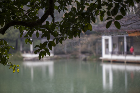 杭州植物园风景碧莹亭绿叶摄影图