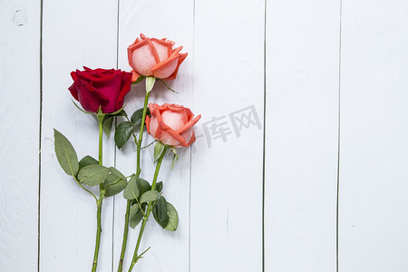 情人节玫瑰摄影图
