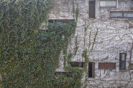 盛夏下绿色爬山虎的墙壁上特色窗户