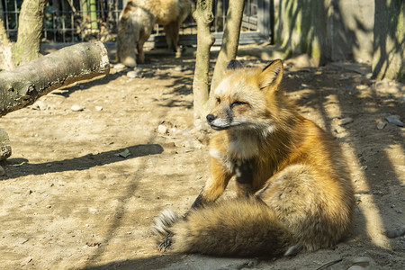 野生动物狐狸摄影图