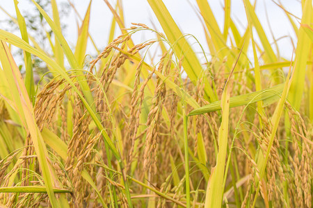 成熟农作物黄色水稻摄影图