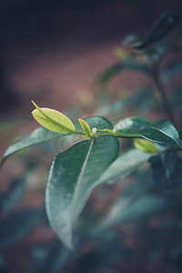 三月七日摄影照片_小清新叶子植物自然风景摄影图