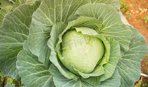 绿色健康蔬菜海报摄影照片_卷芯蔬菜摄影图