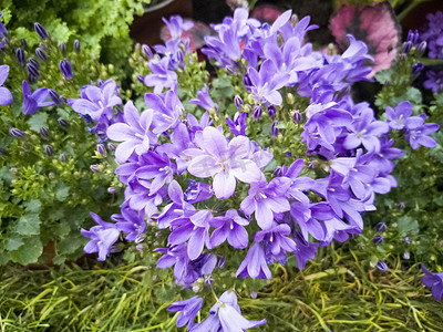 植物紫色花朵自然风景摄影图