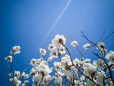 玉兰花psd摄影照片_蓝天白色玉兰花摄影图