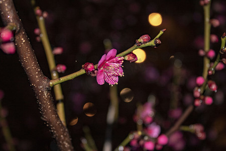 雨后梅花自然风景摄影图