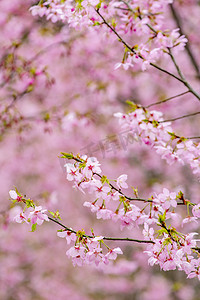 樱花枝条和叶子摄影图