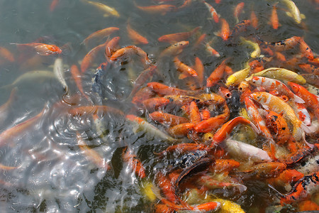 鲤鱼浮世绘摄影照片_池塘抢食红黄鲤鱼摄影图