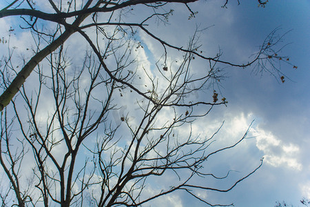 枯树枝免抠摄影照片_天空下枯木树枝自然风景摄影图