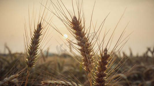 夕阳下小麦摄影图
