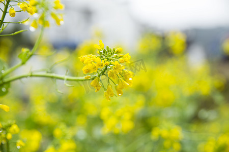 油菜花花朵摄影图