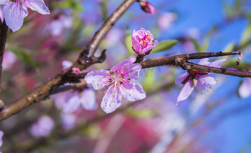 春天桃花自然风景摄影图