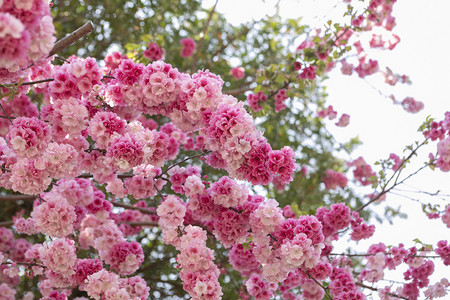 春天花卉粉色摄影照片_春天桃花朵朵繁花盛开6