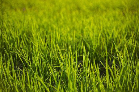 绿色小植物摄影照片_春天黄昏下小草自然风景摄影图