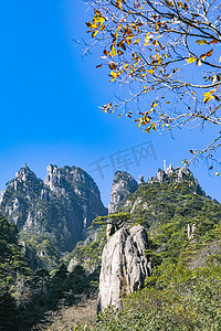 秋天山景植物摄影图