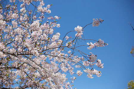 春分墙面摄影照片_日本樱花摄影图