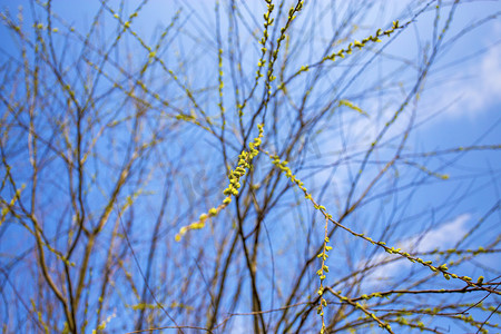 柳树下送别摄影照片_春天野外柳树发芽蓝天自然风景摄影图
