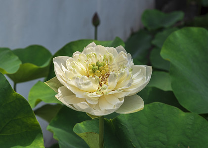 畅享夏日瓜分幸福摄影照片_白色荷花摄影图