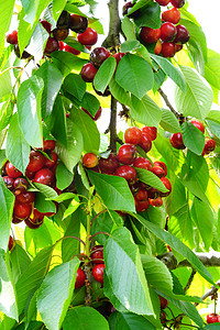 挂满果实樱桃树摄影图