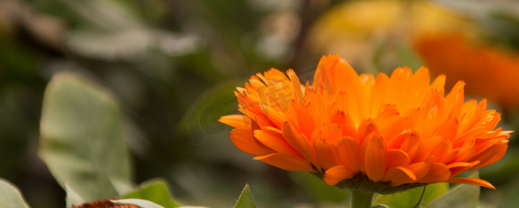 橙色非洲菊花朵自然风景摄影图