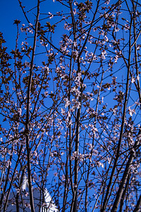 春天蓝天下梅花自然风景摄影图