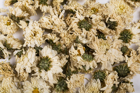 好看白菊花摄影图片-好看白菊花摄影作品-千库网