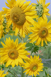夏天植物向日葵摄影图