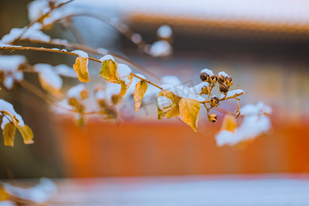 北京故宫枯黄树叶雪景摄影图