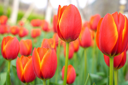 郁金香花朵摄影照片_红色郁金香花朵摄影图